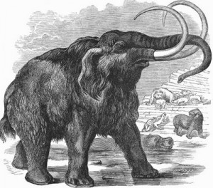 woolly_mammoth_2.jpg Wooly Mammoth - To the caveman it was a walking grocery & apparel store.